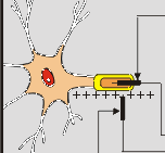 "Neuronal Impulse and Action Potential" icon