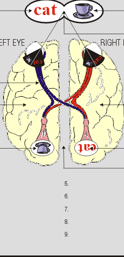 Vision In Split Brain Part 2