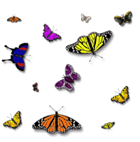 twelve butterflies of various sizes and colours